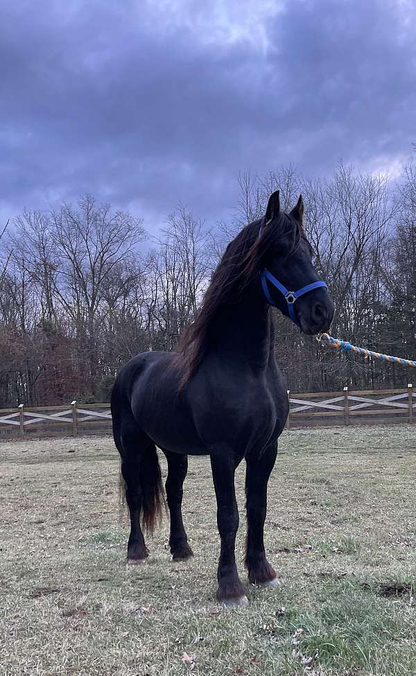 black-friesian-stallion