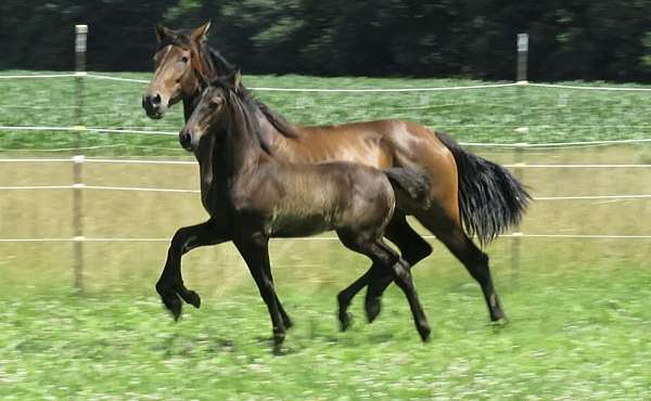 respectful-andalusian-horse