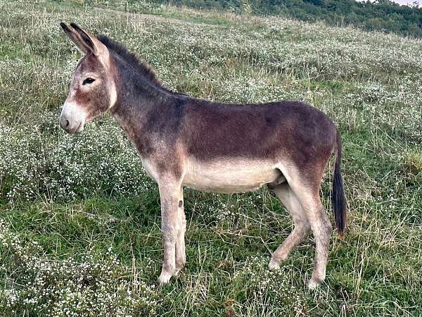 strawberry-roan-donkey