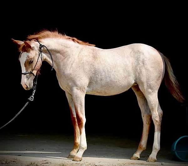 red-roan-weanling-quarter-horse