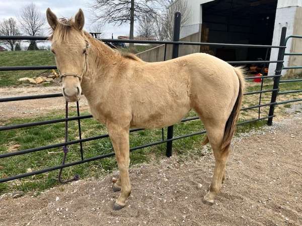 champagne-yearling-quarter-horse