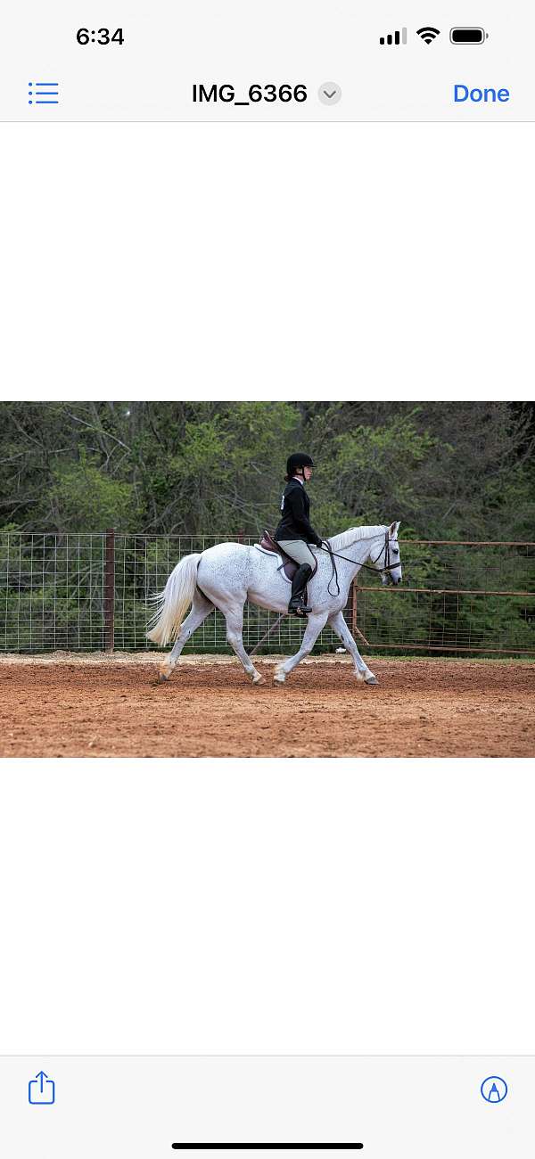 can-move-crossbred-pony