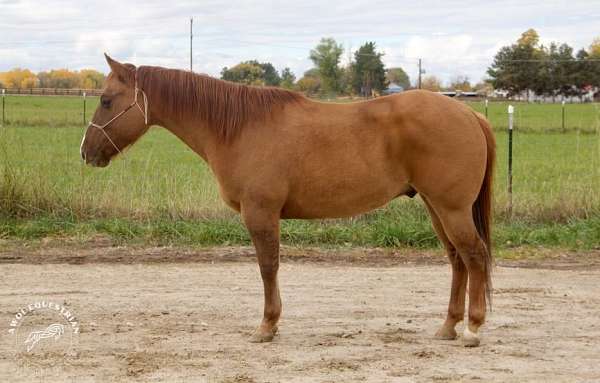 quarter-pony-for-sale