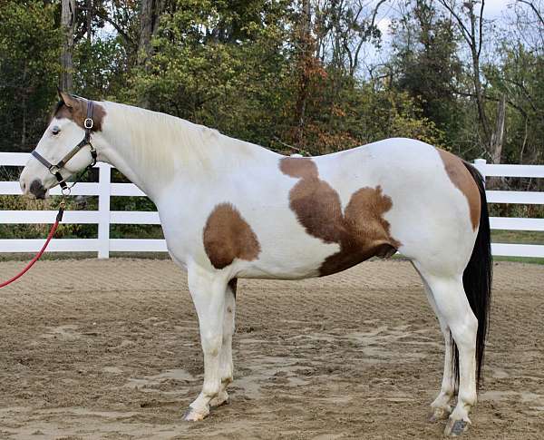 buckskin-white-paint-pony
