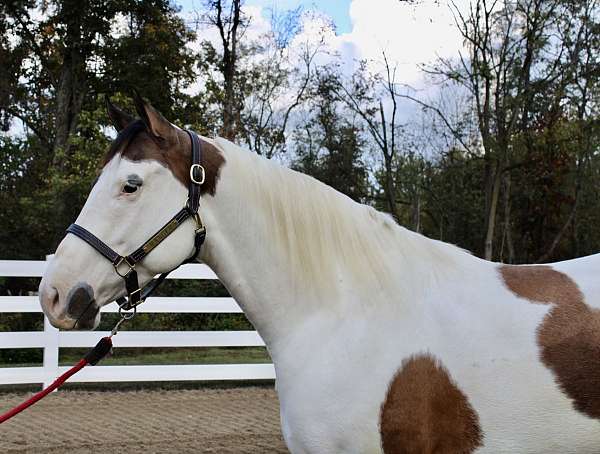 any-size-rider-paint-pony