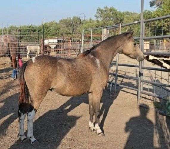 both-rear-white-to-knee-pony