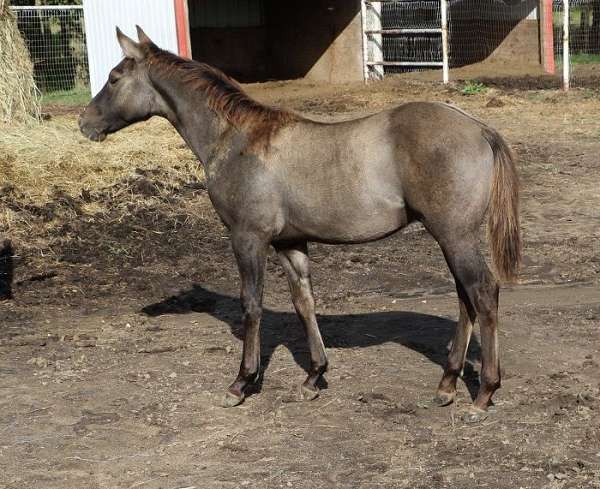 jaz-ranch-breeding-poco-bueno-quarter-horse