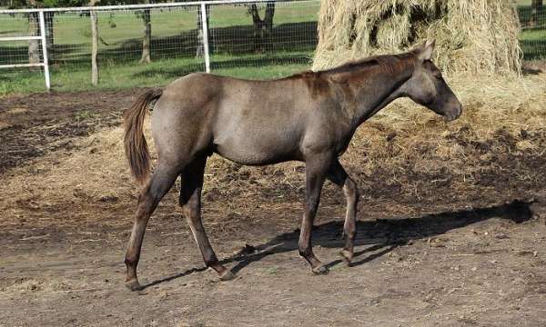 jaz-ranch-breeding-poco-bueno-horse