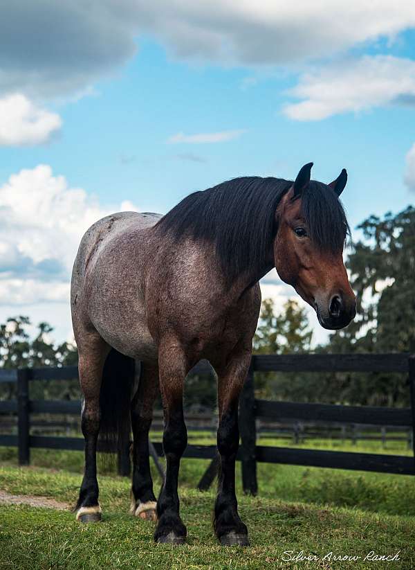 spo-draft-horse