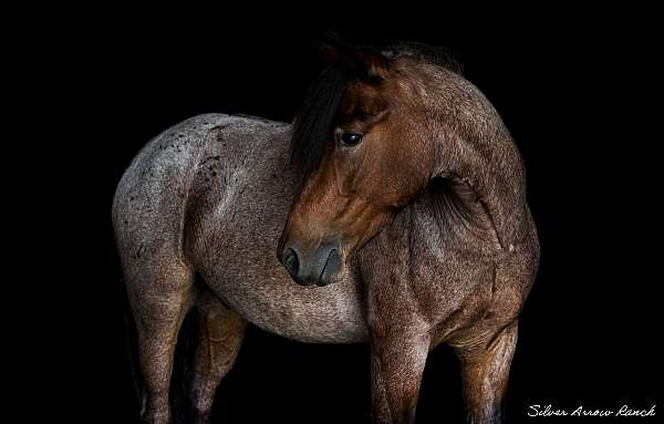 buckskin-spo-horse