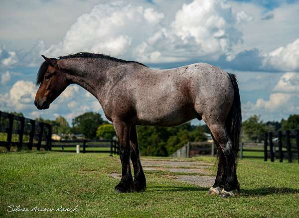 draft-horse