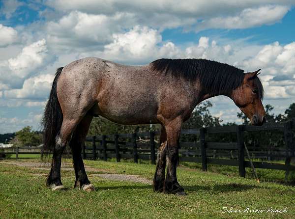 crossbred-draft-horse