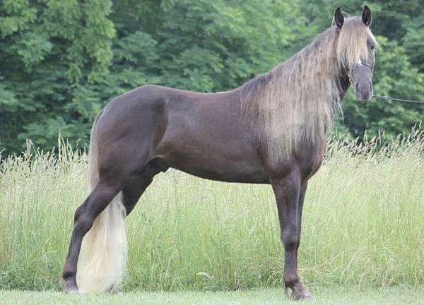 breeding-rocky-mountain-horse