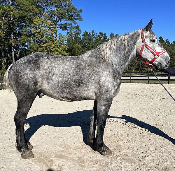 grey-percheron-gelding