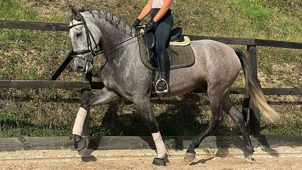 andalusian-horse