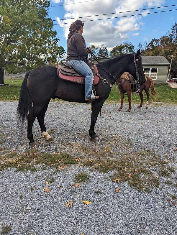 black-tennessee-walking-horse