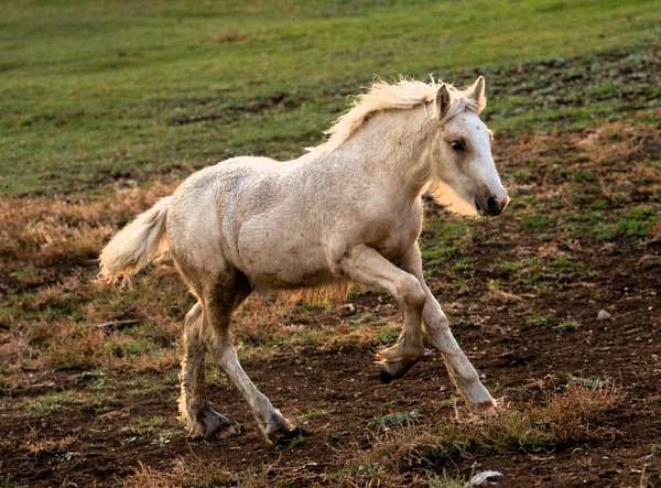 palomino-white-blaze-four-stockings-horse