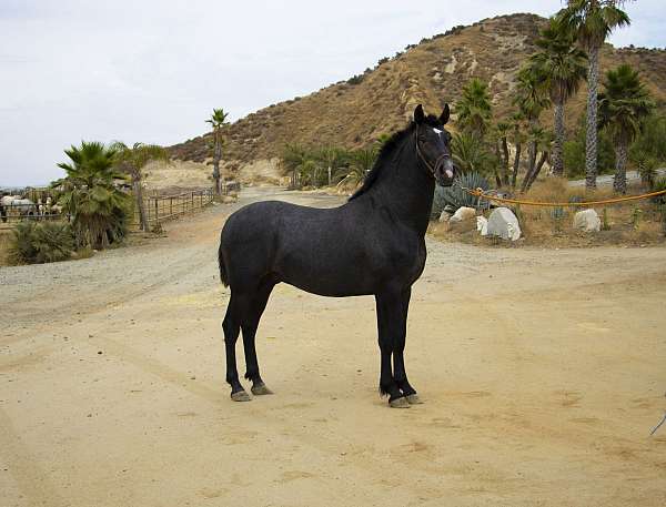 andy-andalusian-pony