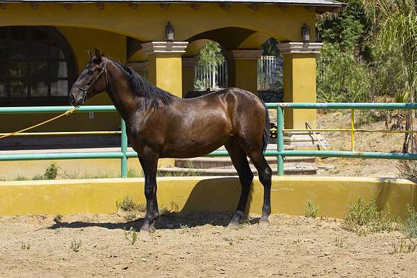 purarazaespaola-pony