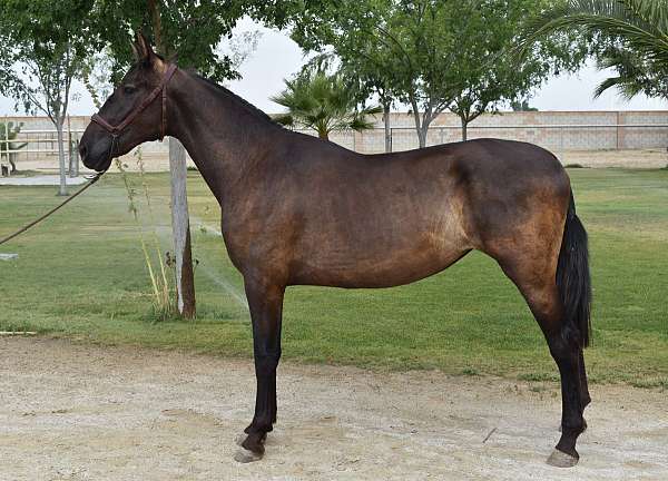 super-mover-andalusian-horse