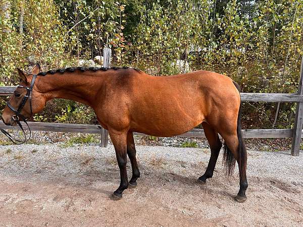 13-hand-pony-mare