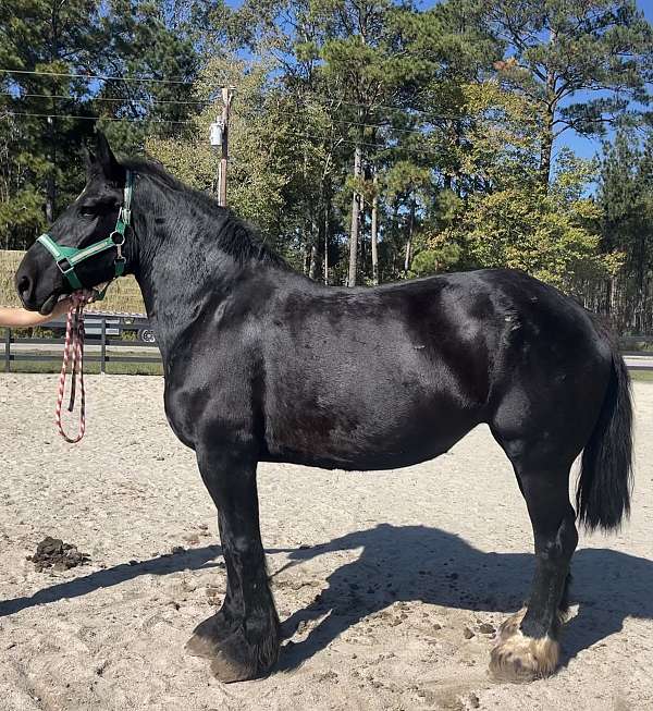 black-percheron-mare