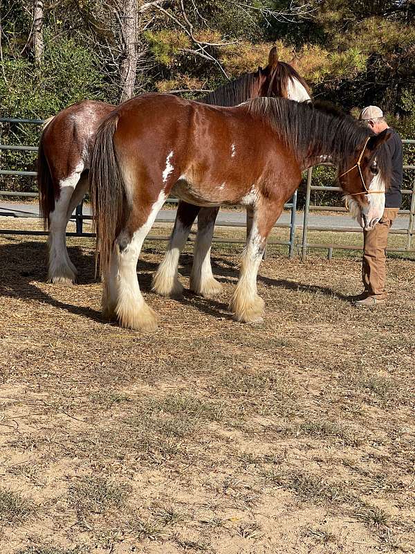 all-around-clydesdale-horse