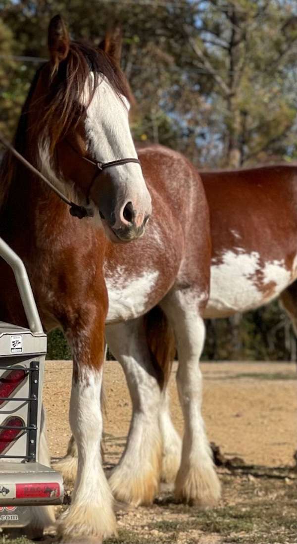 breeding-clydesdale-horse
