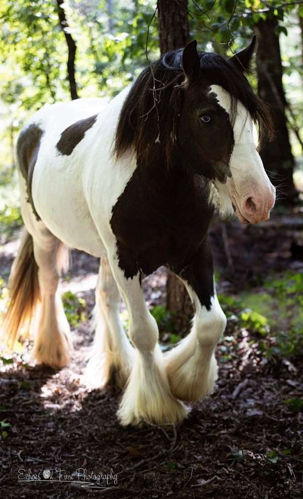 experienced-clydesdale-horse