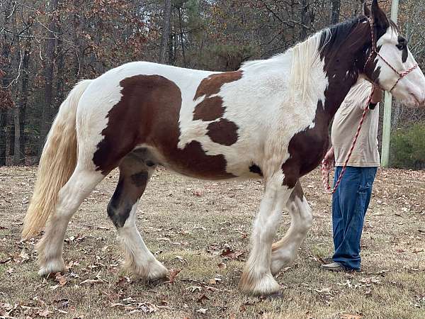 driving-stallion-gypsy-vanner-horse