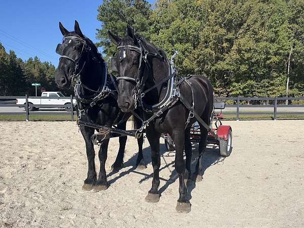 black-percheron-gelding