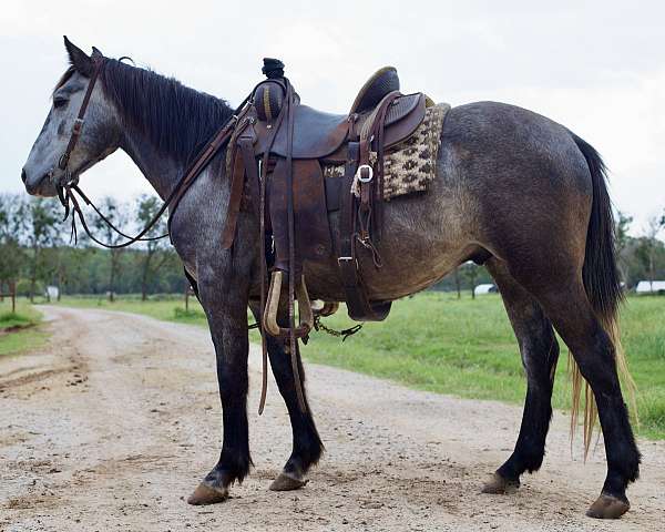 quarter-horse-gelding