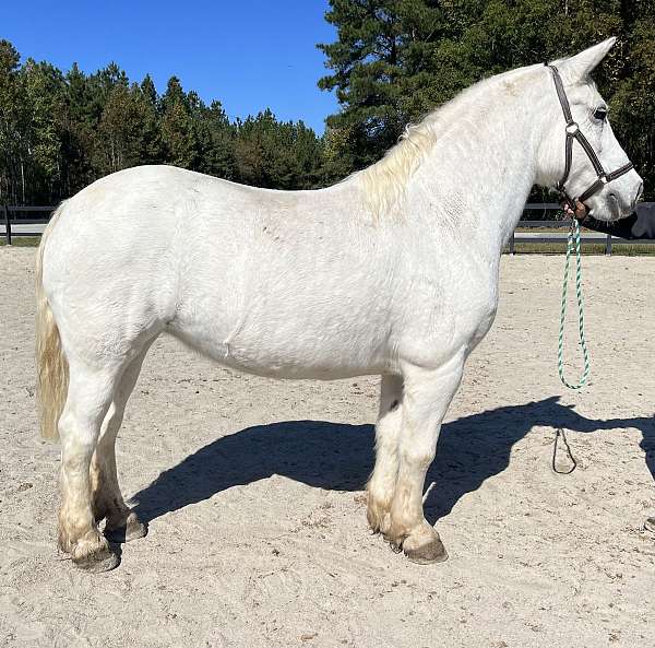 white-crossbred-pony-mare