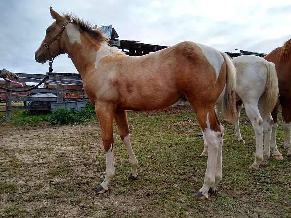 romeo-rascal-paint-horse