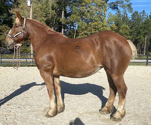 sorrel-belgian-mare