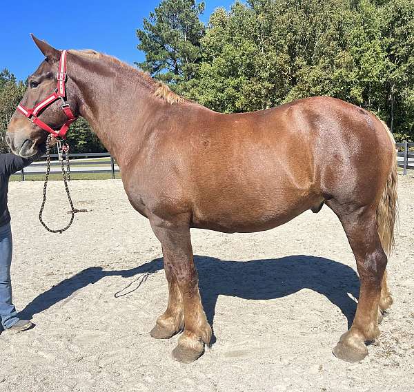 sorrel-belgian-gelding