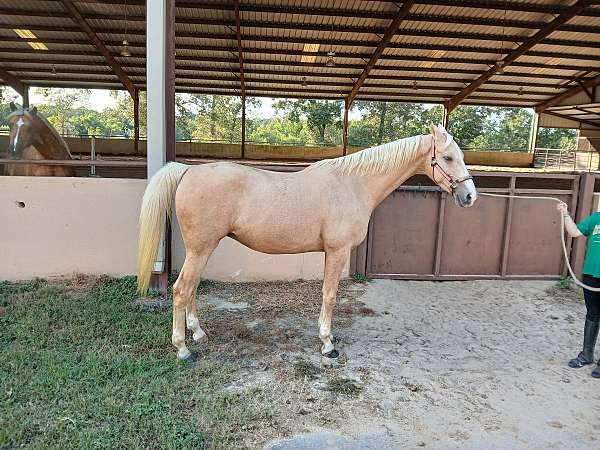 chestnut-palomino-arabian-filly-mare