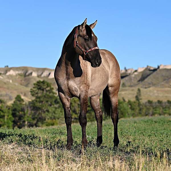 smokey-grulla-cowhorse-quarter-horse