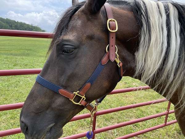 double-registered-tennessee-walking-horse