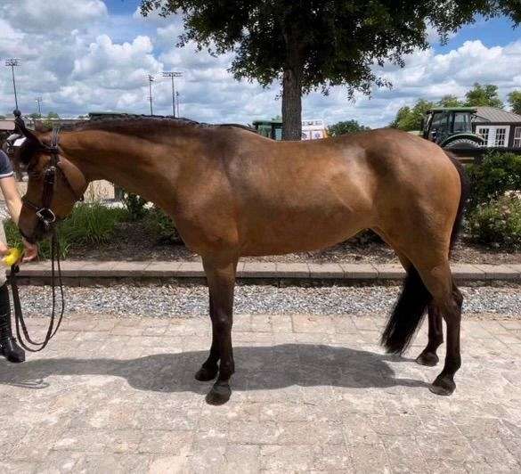 junior-equitation-welsh-pony