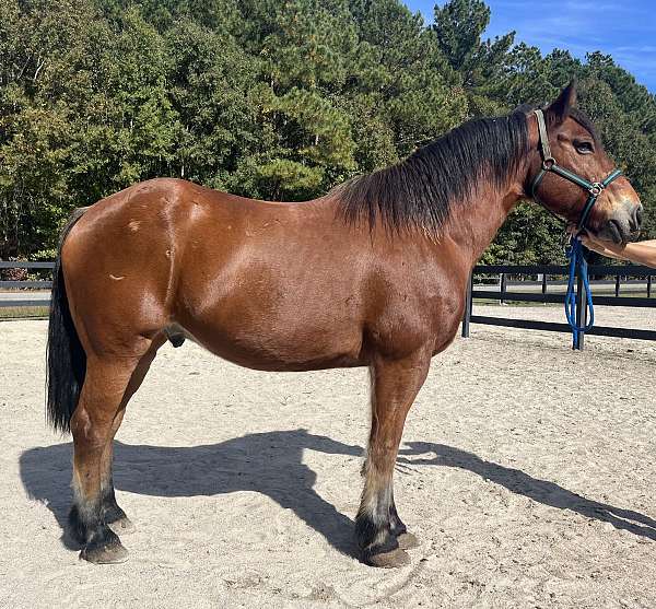 bay-draft-gelding