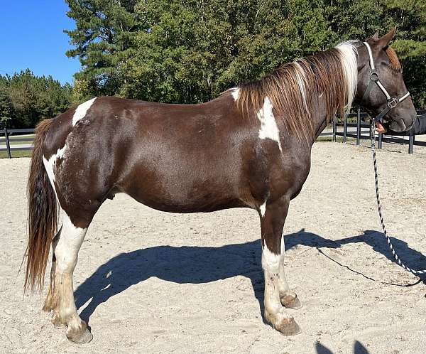 cross-harness-friesian-spotted-horse