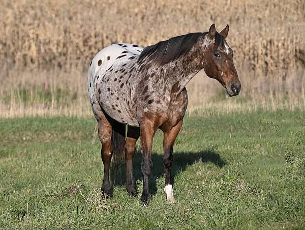 ranch-versatility-appaloosa-horse
