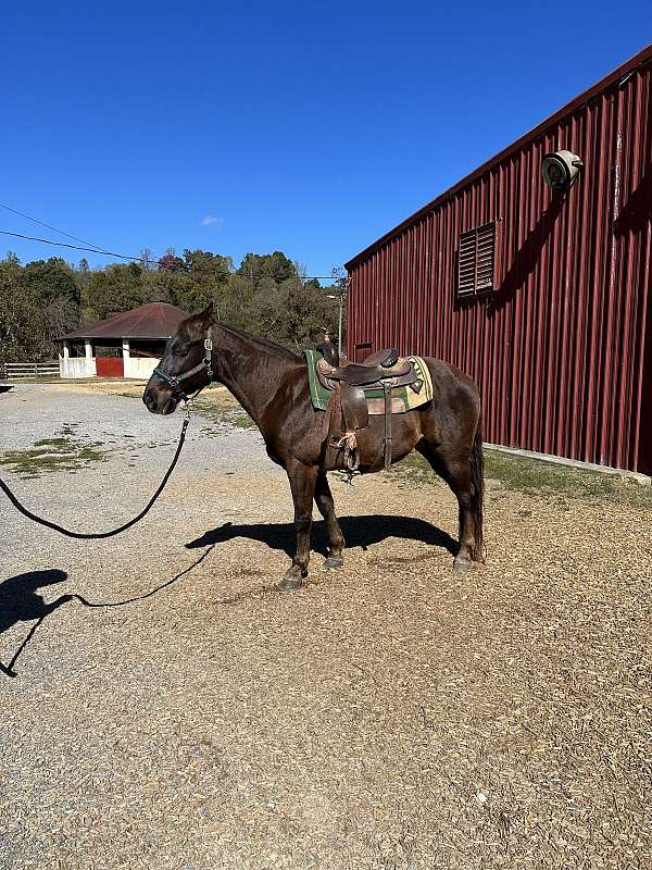 tennessee-walking-gelding