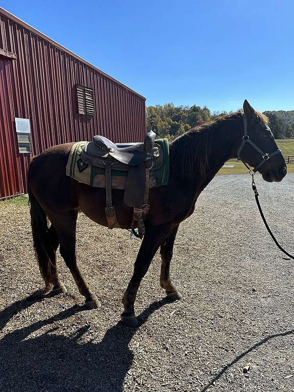 tennessee-walking-horse-for-sale