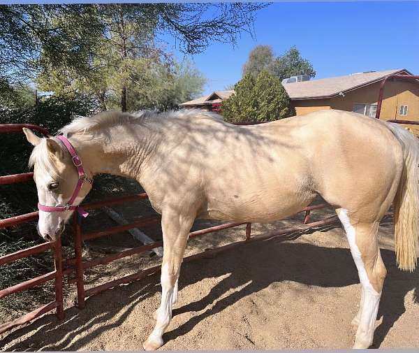 palomino-paint-filly-yearling