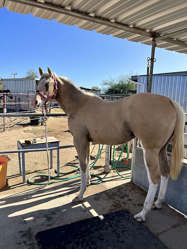 ranch-show-filly-yearling