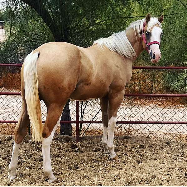 ranch-show-paint-palomino-horse