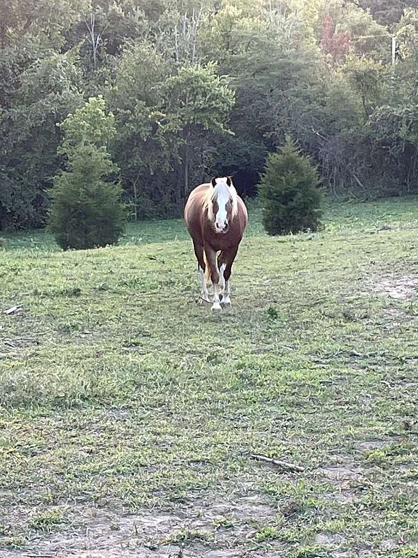 haflinger-mare