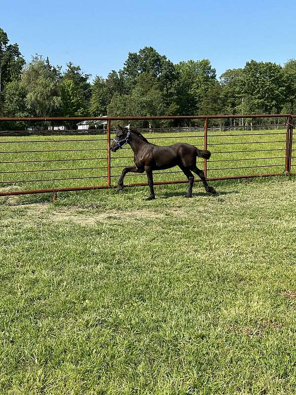 15-hand-friesian-colt